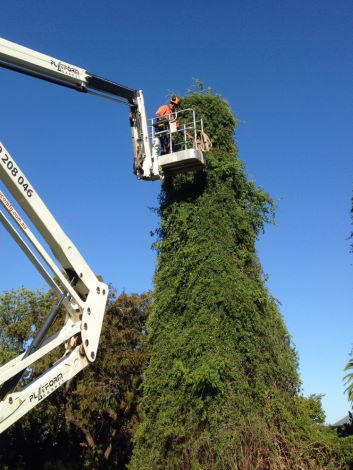 Riverina Tree Care